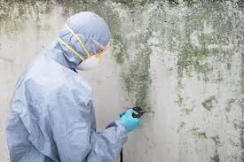 Trusted Astor, FL Mold Removal & Remediation Experts